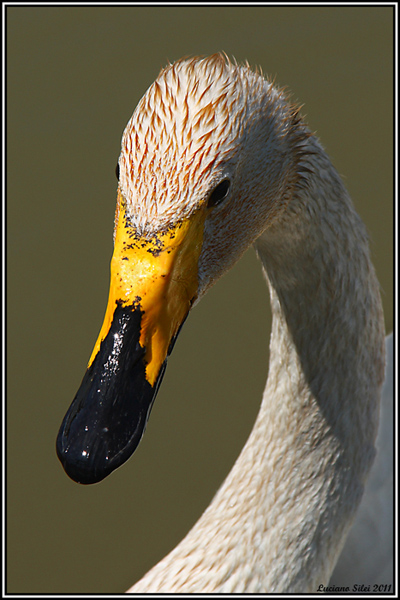 Cigno selvatico (Cygnus cygnus)